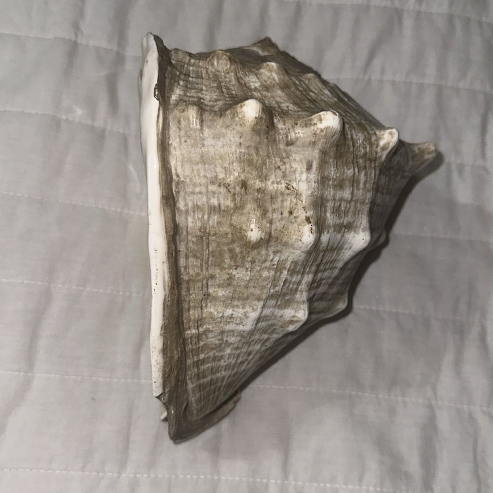 Large Ocean Shell - Picture 6 of 6